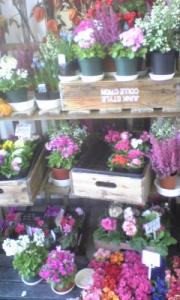 春らしくなってきました。|「木村生花店」　（鳥取県境港市の花屋）のブログ