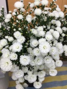 純白です。|「木村生花店」　（鳥取県境港市の花屋）のブログ